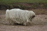 KOMONDOR 109